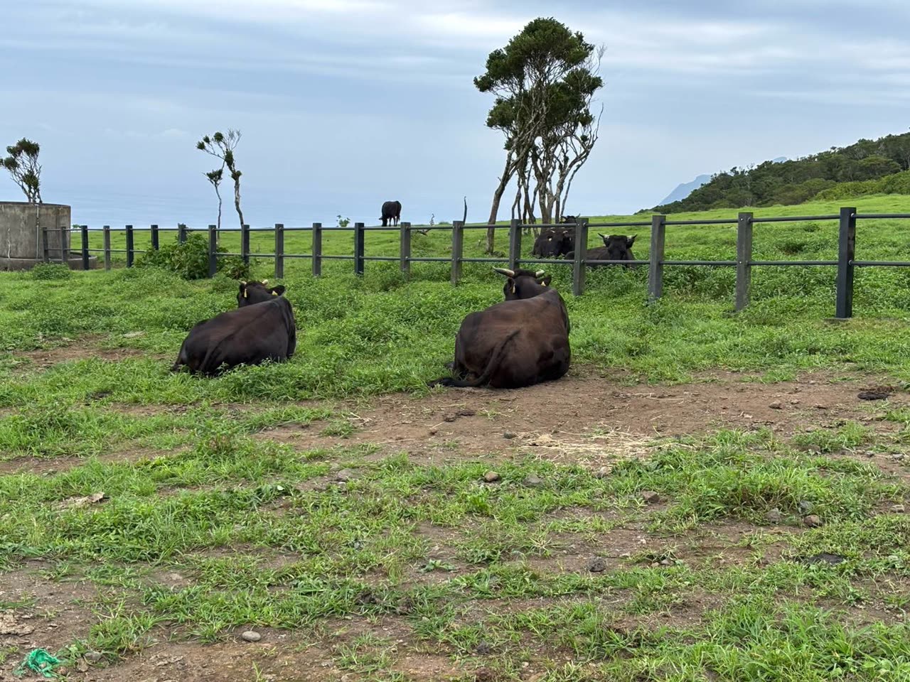 ふれあい牧場の牧草地で伏せて休む黒毛和牛