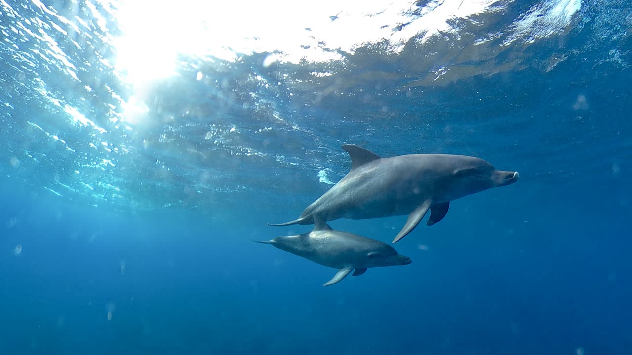 御蔵島の野生のミナミハンドウイルカ