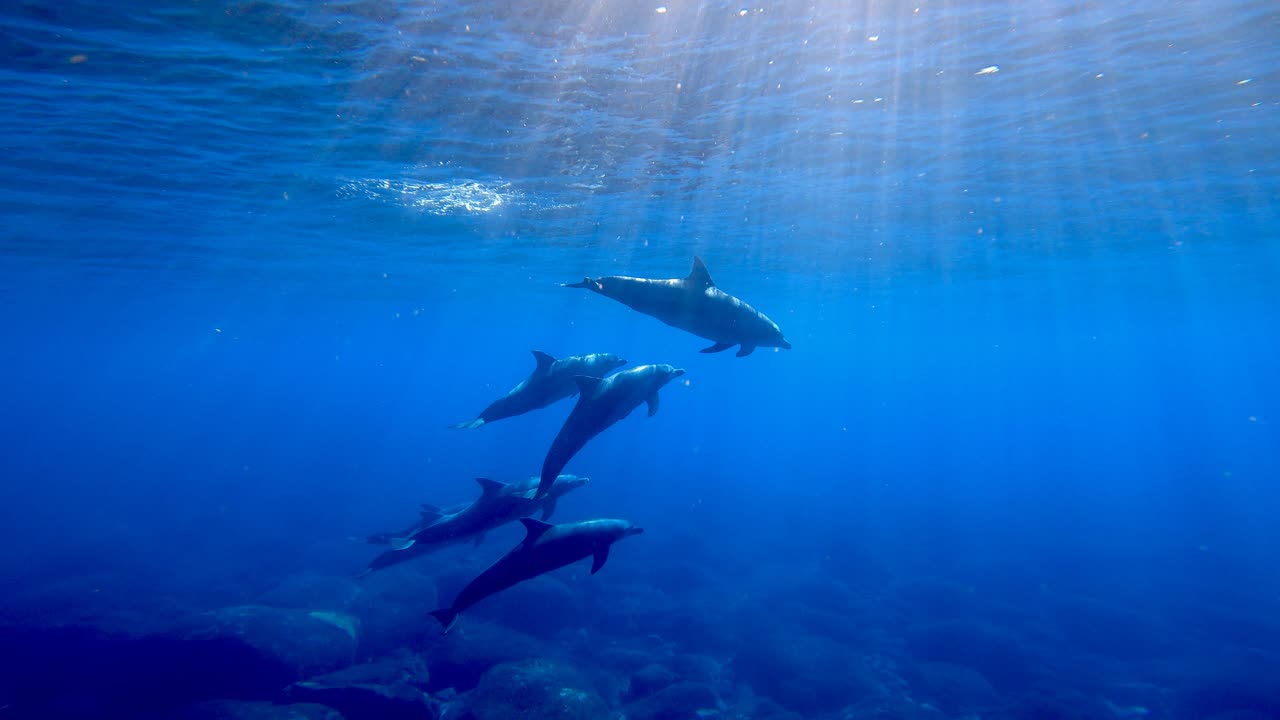 御蔵島近海のミナミハンドウイルカの群れ