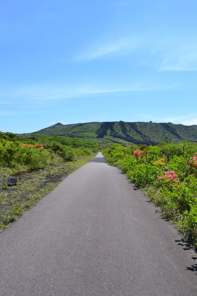 三原山 お鉢めぐりの遊歩道とオオシマツツジ
