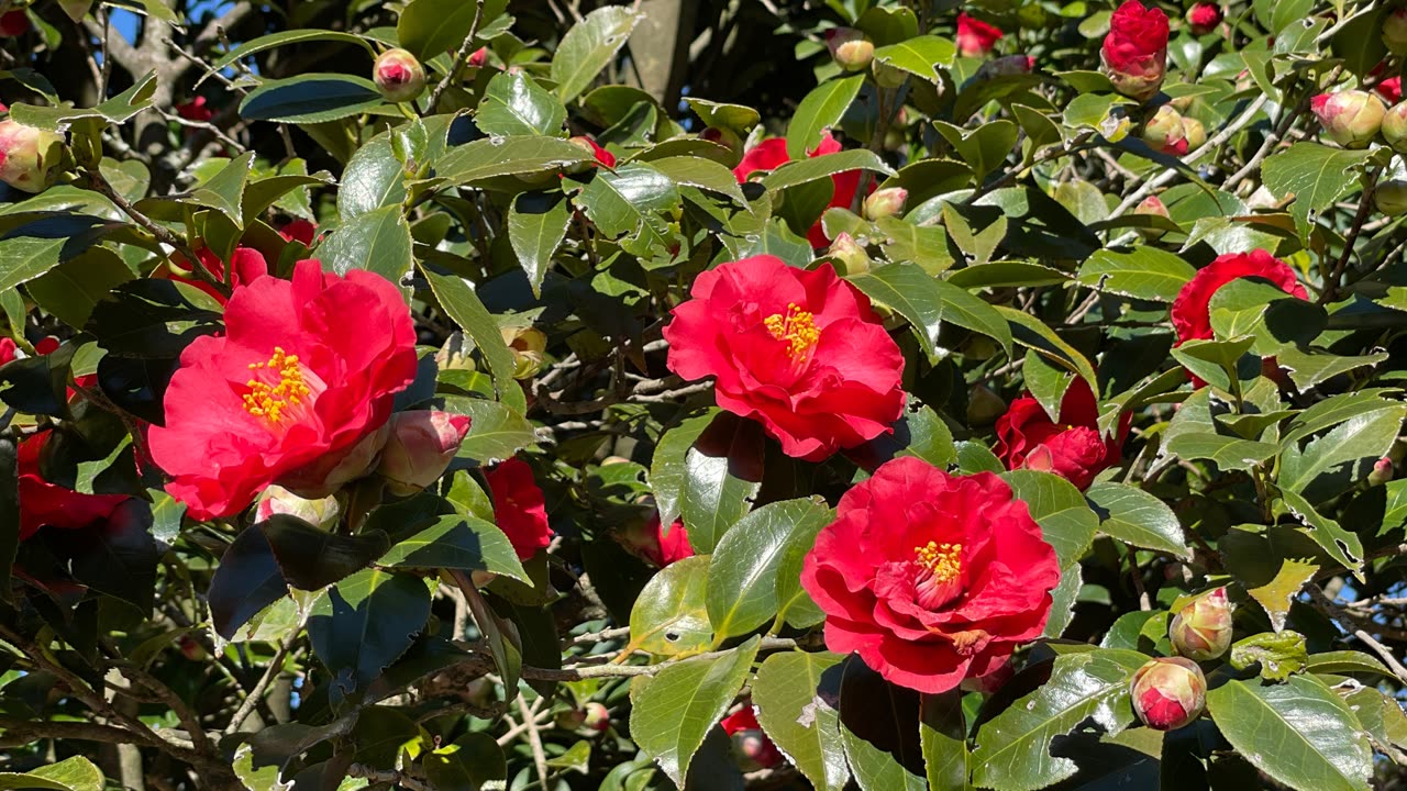 利島の椿の花